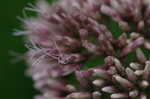 Joe Pye weed